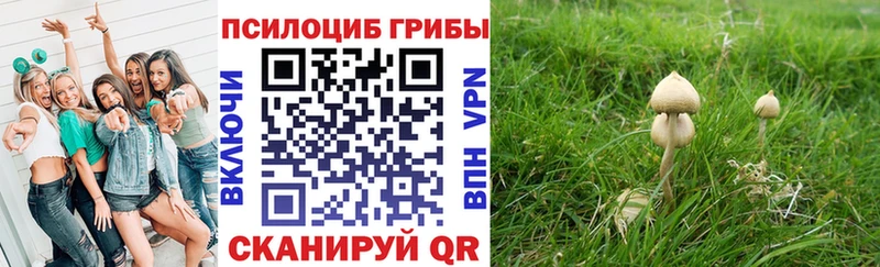 где купить наркоту  сайты даркнета Telegram  Псилоцибиновые грибы Psilocybe  Ядрин 